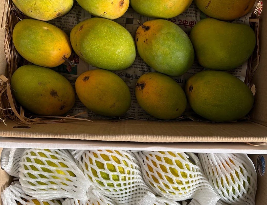 Alphonso Mango